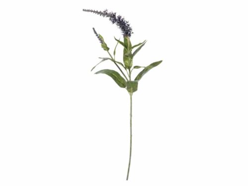 VERONICA CM68 LAVANDA-BRUCO