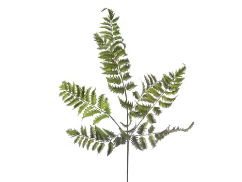 RAMO FELCE VERDE