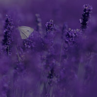 Essenza Olfattiva 15 ml Lavanda - immagine 2
