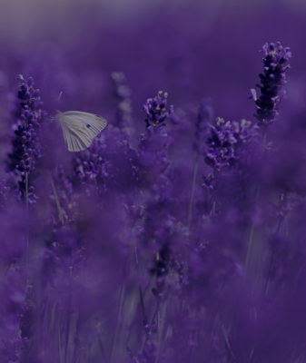Essenza Olfattiva 15 ml Lavanda - immagine 2