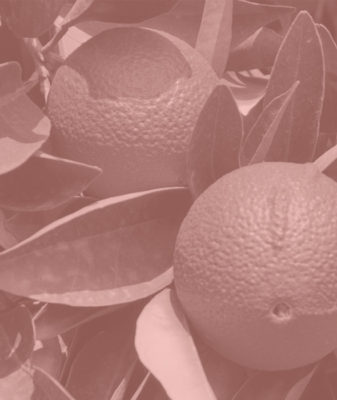 Diffusore bastoncini fragranza Bergamotto - immagine 2