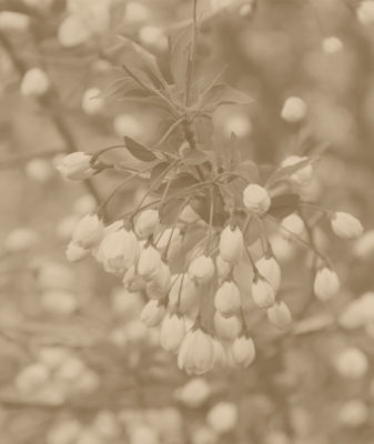 Diffusore bastoncini fragranza Fiori di Pesco - immagine 2
