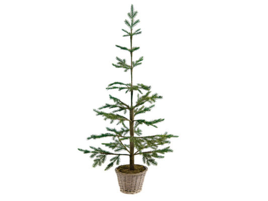 ABETE SHASTA C/VASO WILLOW H140-BRUCO