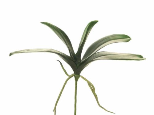 BUSH FOGLIE PHALAENOPSIS C/RADICI-BRUCO