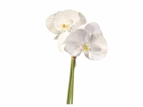 BUNDLE PHALAENOPSIS BIANCO