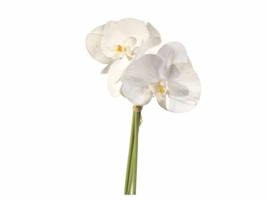 BUNDLE PHALAENOPSIS BIANCO
