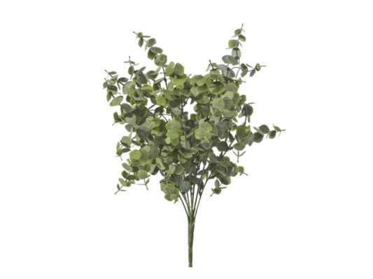 BUSH EUCALIPTUS FOX