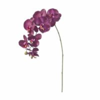 PHALAENOPSIS 3D X7 CM81 BURGUNDY-BRUCO