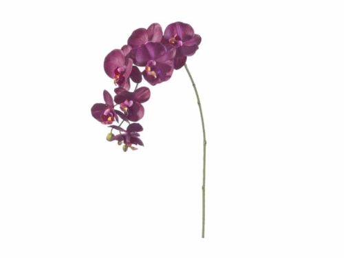 PHALAENOPSIS 3D X7 CM81 BURGUNDY-BRUCO