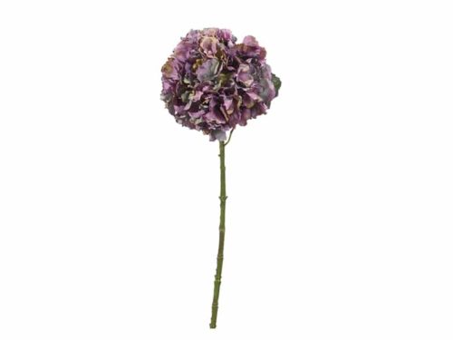 ORTENSIA AIDA CM65 PURPLE-BRUCO