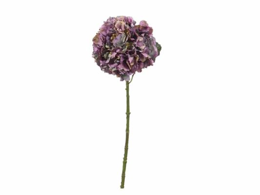 ORTENSIA AIDA CM65 PURPLE-BRUCO