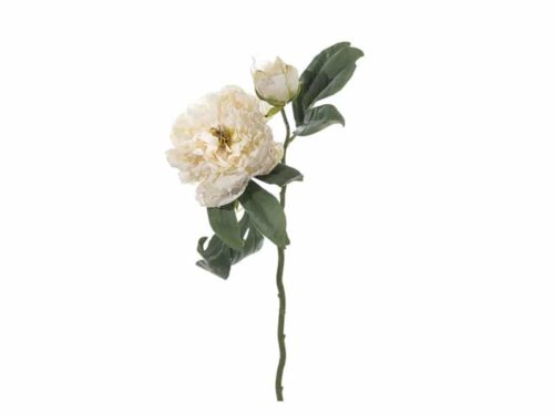 PEONIA FINTO SECCO CM50 CREMA-BRUCO