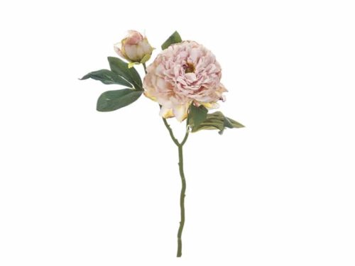 PEONIA FINTO SECCO CM50 ROSA-BRUCO