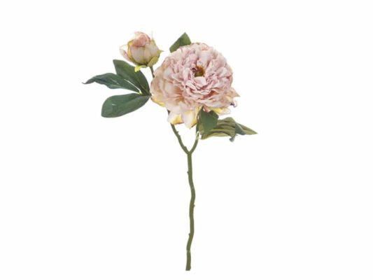 PEONIA FINTO SECCO CM50 ROSA-BRUCO