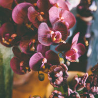 PHALAENOPSIS 3D X7 CM81 BURGUNDY-BRUCO - immagine 2