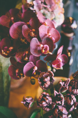 PHALAENOPSIS 3D X7 CM81 BURGUNDY-BRUCO - immagine 2