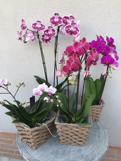Orchidea fucsia