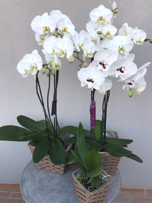 Orchidea bianca