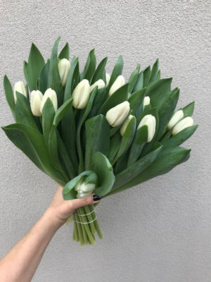 Bouquet  di tulipani bianchi