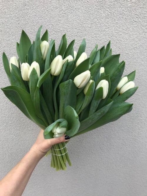 Bouquet  di tulipani bianchi