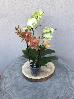 Orchidea nana