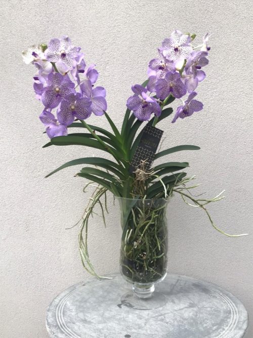 Orchidea Wanda