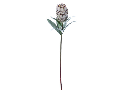 PROTEA CM73 VERDE