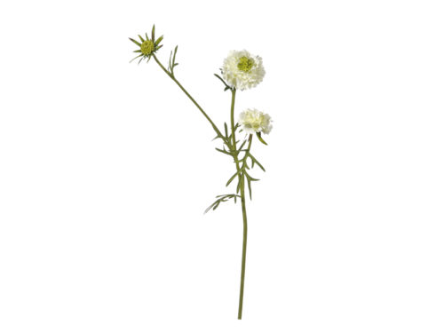 SCABIOSA X3 CM70 BIANCO