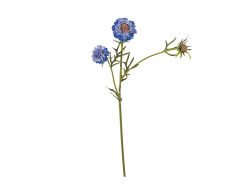 SCABIOSA X3 CM70 BLU