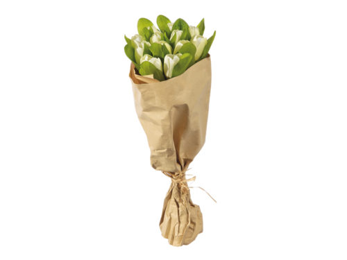 BUNDLE TULIPANI X12 C/CARTACM40 BIANCO