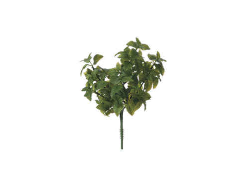 BUSH MENTA VERDE