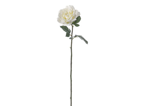 ROSA INGLESE CM70 TOUCH DELUXE BIANCO