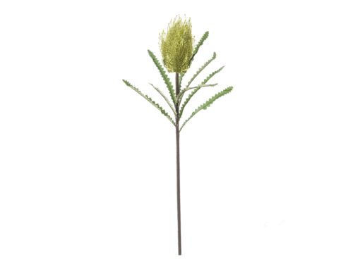 PROTEA CM70 VERDE