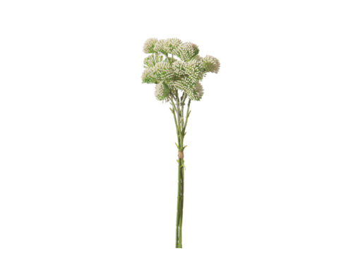 BUNDLE X3 ALLIUM CM43 BIANCO