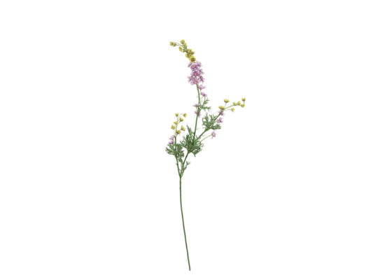 VERBASCO CM82 ROSA