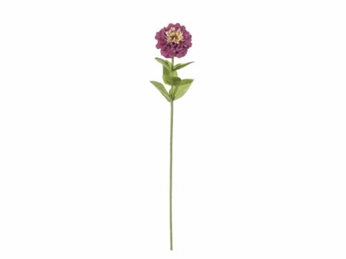 ZINNIA CM64 FUXIA