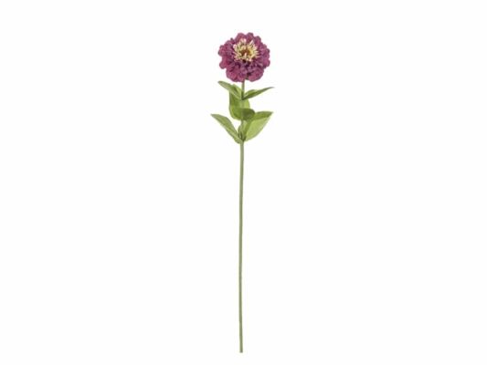 ZINNIA CM64 FUXIA