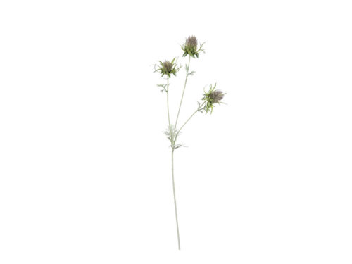 ERYNGIUM CM72 PURPLE