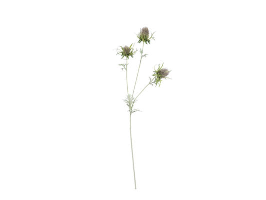 ERYNGIUM CM72 PURPLE