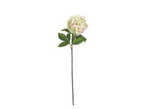 PEONIA LINDA X1 CM62 BIANCOVERDE