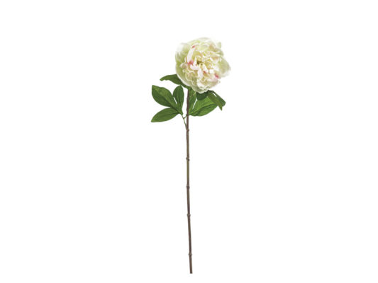 PEONIA LINDA X1 CM62 BIANCOVERDE