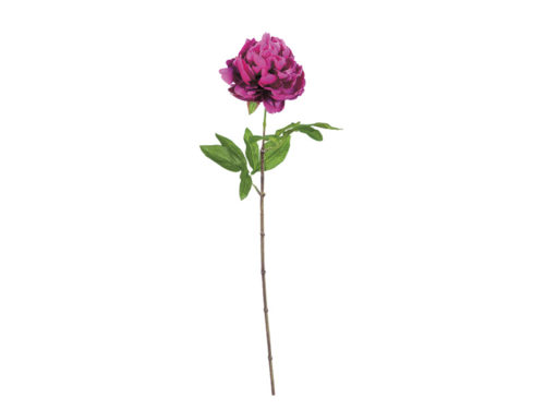 PEONIA LINDA X1 CM62 PURPLE