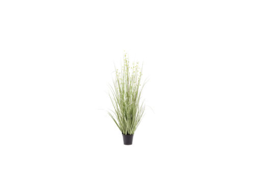PIANTA MISCANTHUS X7 IN VASO CM100 VERDE