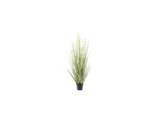 PIANTA MISCANTHUS X7 IN VASO CM100 VERDE