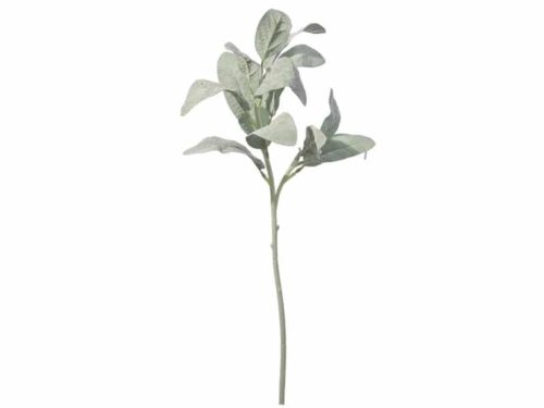SALVIA LATIFOLIA FLOCCATA CM60 VERDE