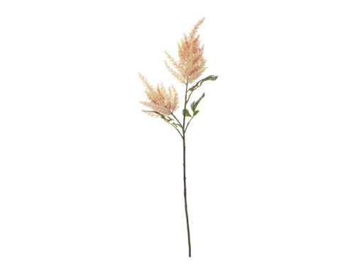 ASTILBE CM101 ROSA