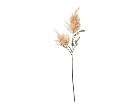 ASTILBE CM101 ROSA