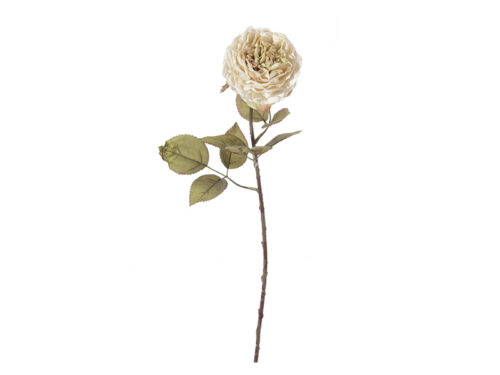 ROSA MARGARETH FINTO SECCO CM52 CREMA
