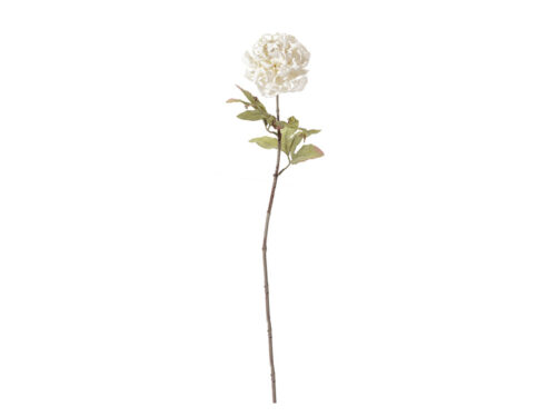 PEONIA X1 FINTO SECCO CM63 CREMA