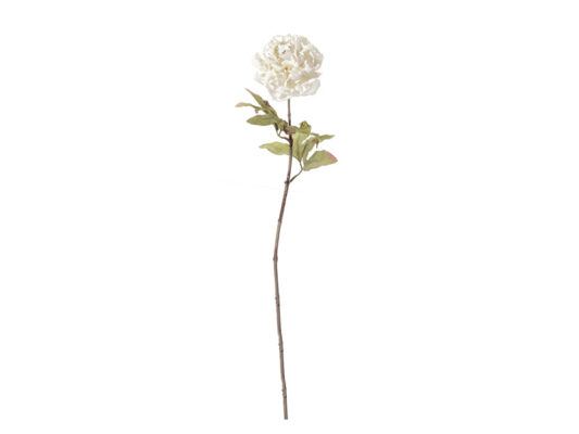 PEONIA X1 FINTO SECCO CM63 CREMA